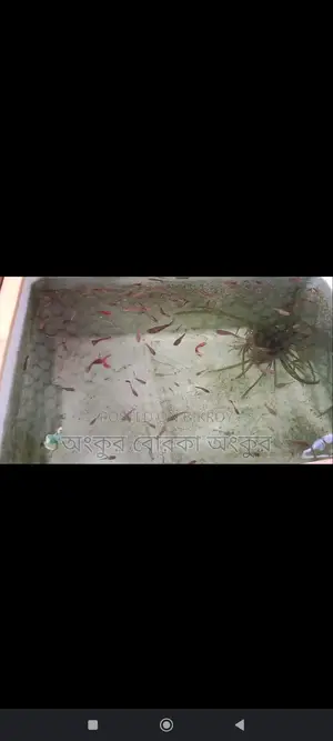 Guppy Fish for Sale