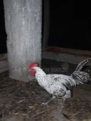 Fayoumi Chicken / Rooster