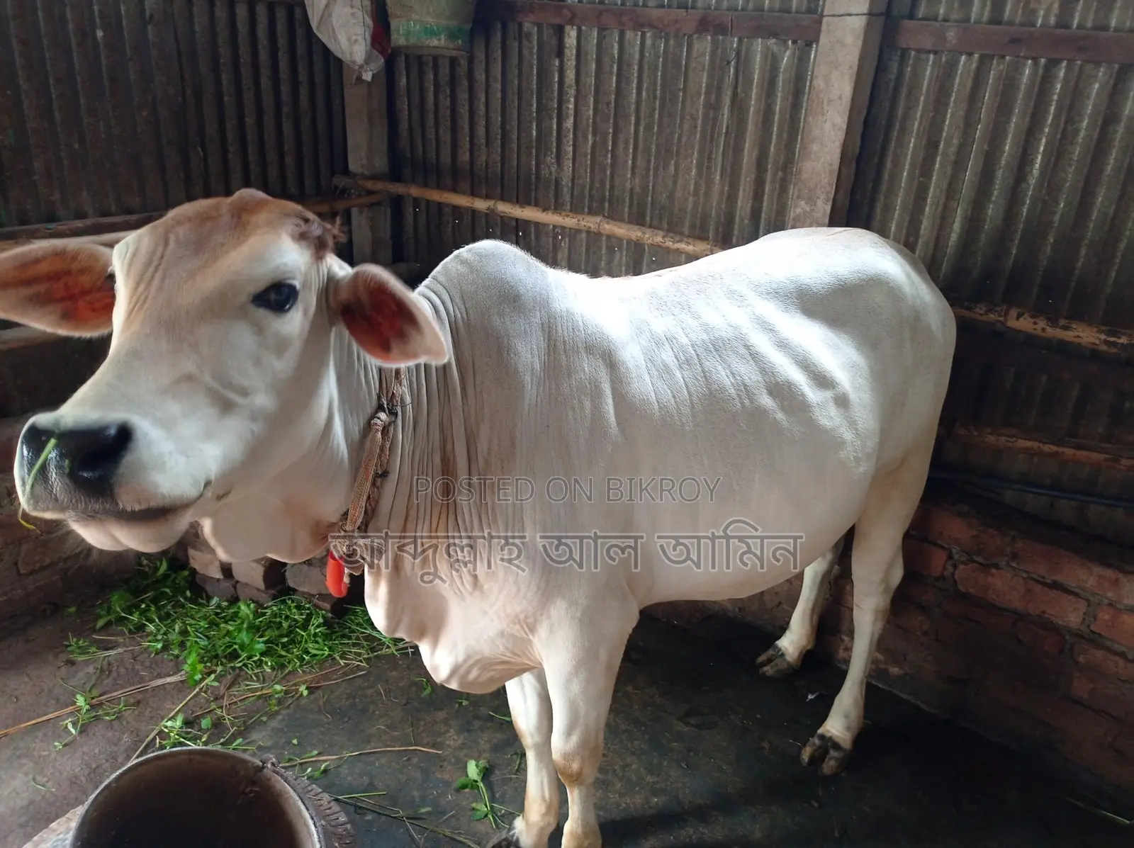 শাহীওয়াল বকনা