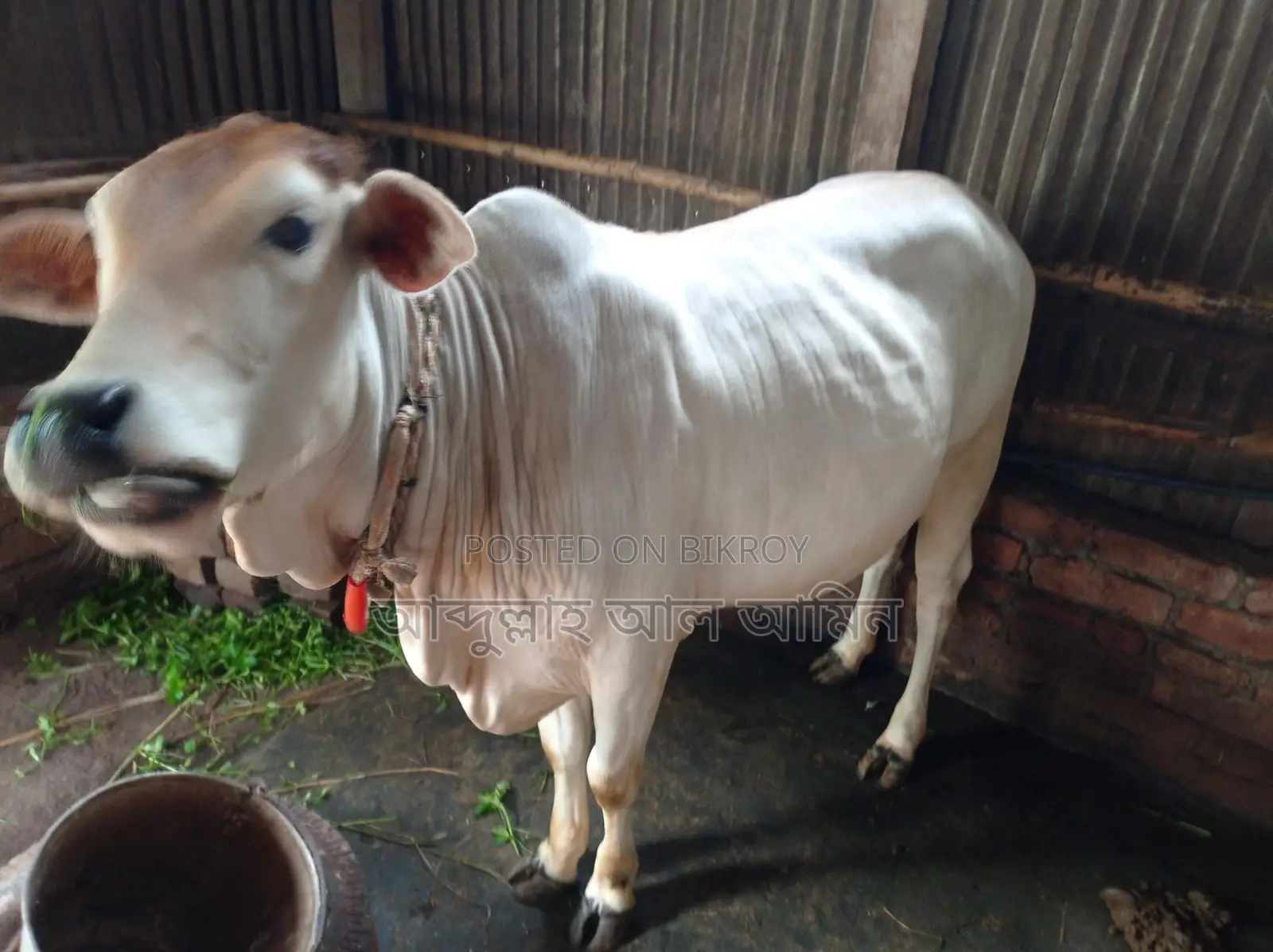 শাহীওয়াল বকনা