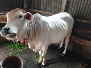 শাহীওয়াল বকনা