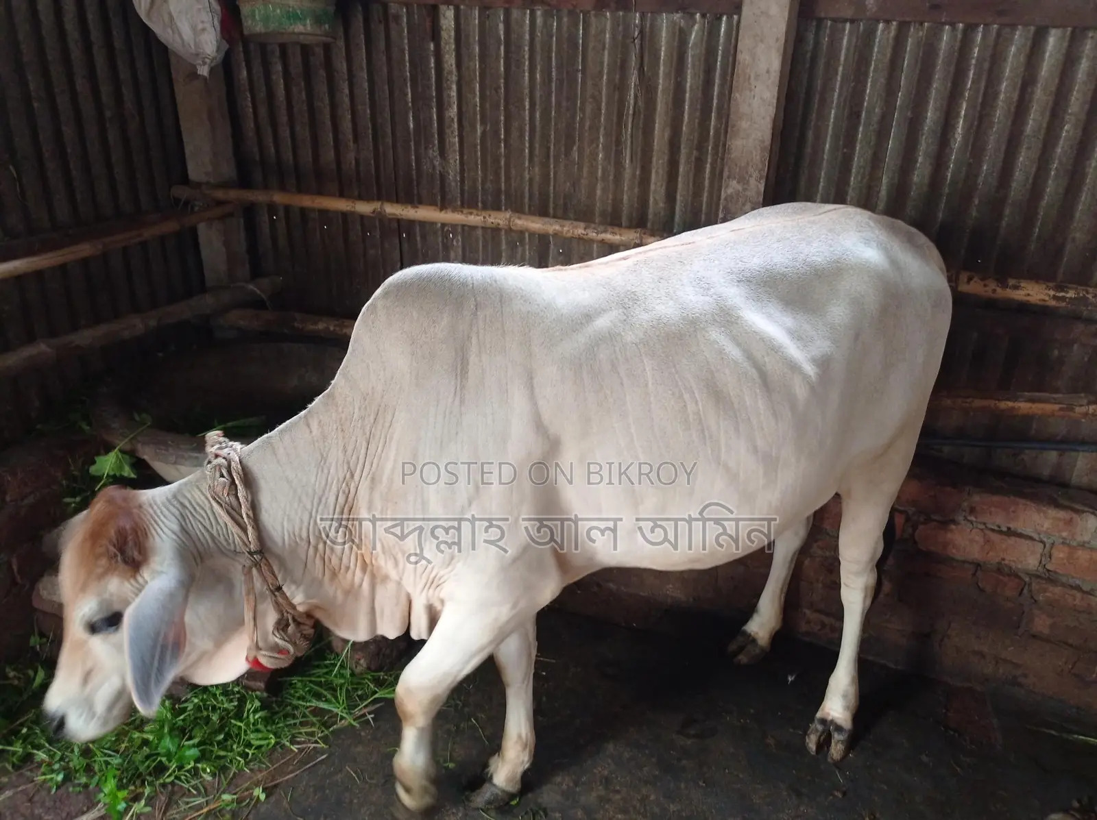 শাহীওয়াল বকনা