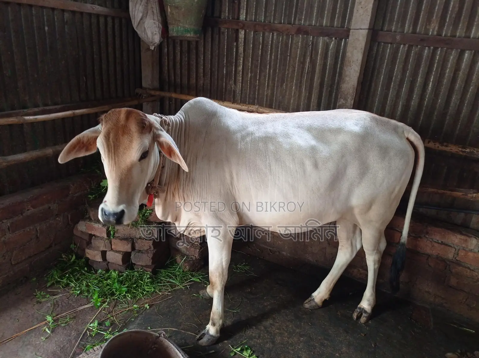 শাহীওয়াল বকনা