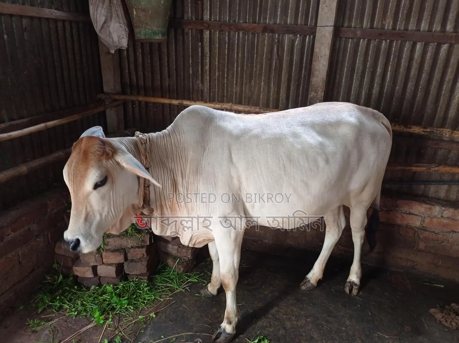 শাহীওয়াল বকনা