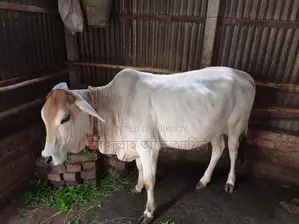 শাহীওয়াল বকনা