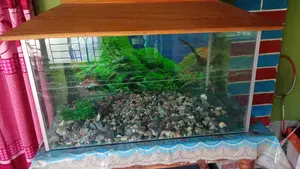 একুরিয়াম