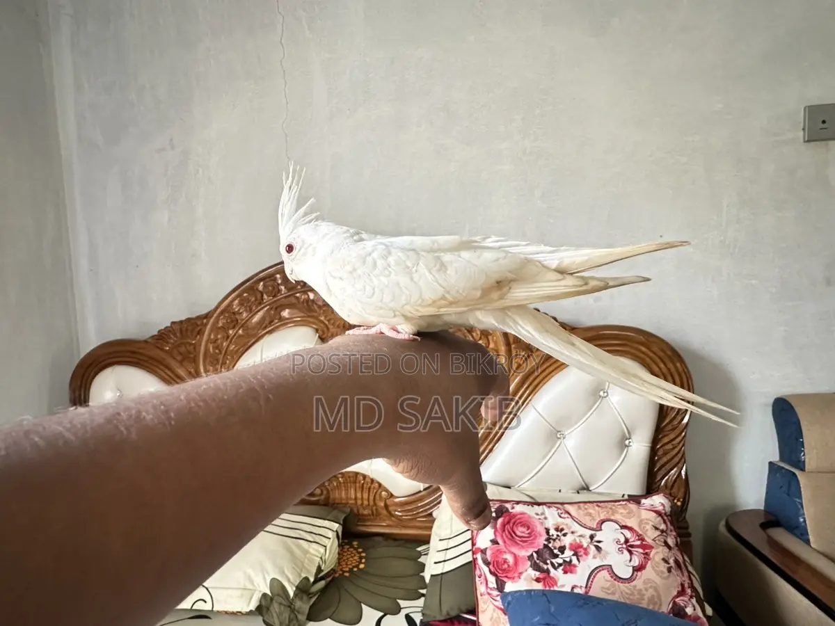 Cockatiel for sale