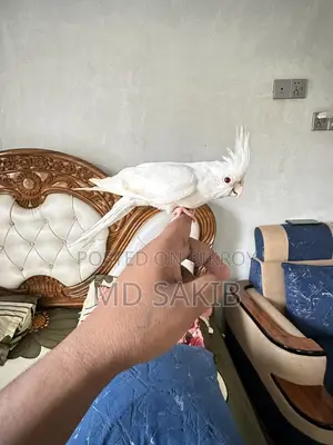 Cockatiel for sale