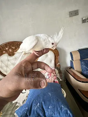 Cockatiel for sale