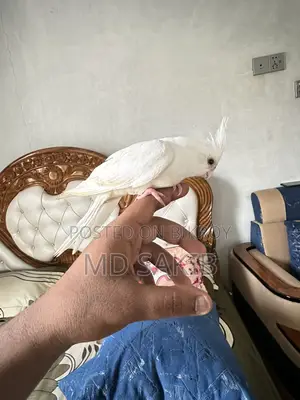 Cockatiel for sale