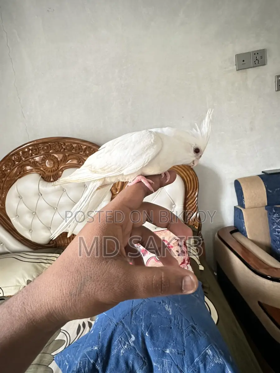 Cockatiel for sale