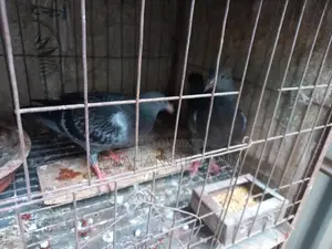 রেসার মাকসি বেবি