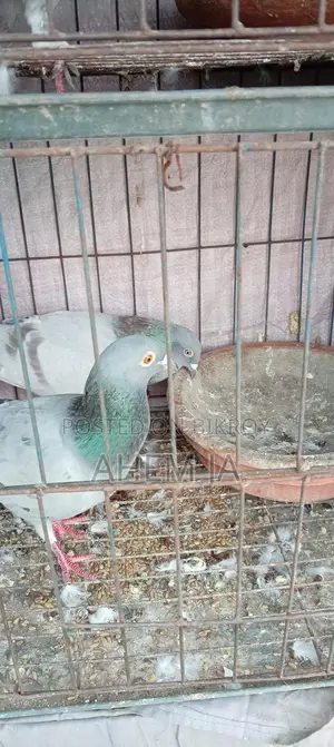 A Pair of Racing Pigeons with Eggs and Chicks