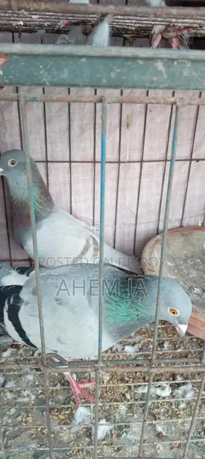 A Pair of Racing Pigeons with Eggs and Chicks