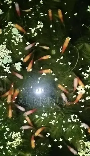 Milk Platy