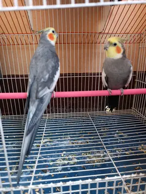 Cockatiel Birds