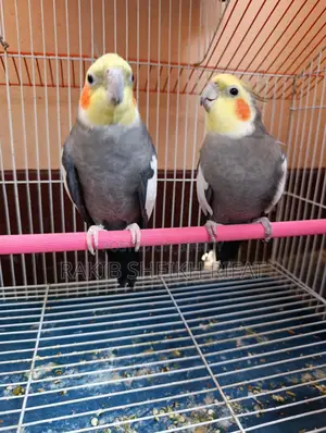 Cockatiel Birds