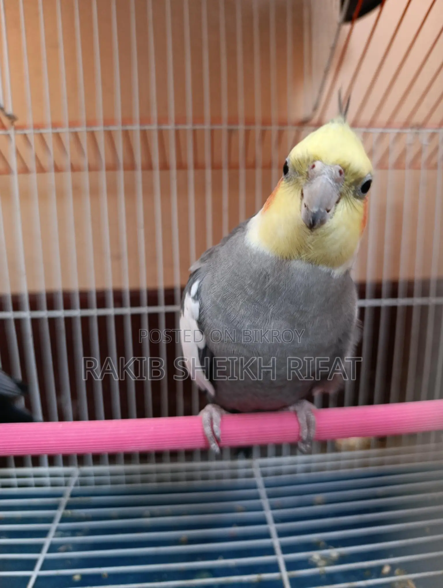 Cockatiel Birds