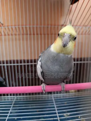 Cockatiel Birds