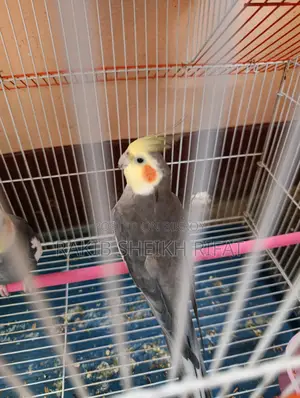 Cockatiel Birds