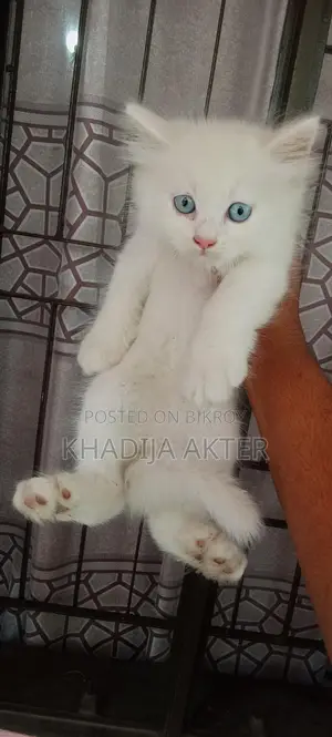 Blue-Eyed Male Kitten