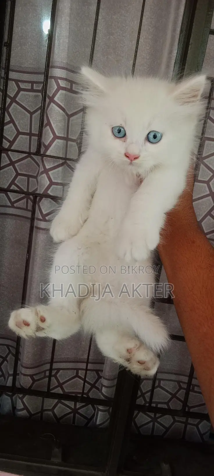 Blue-Eyed Male Kitten