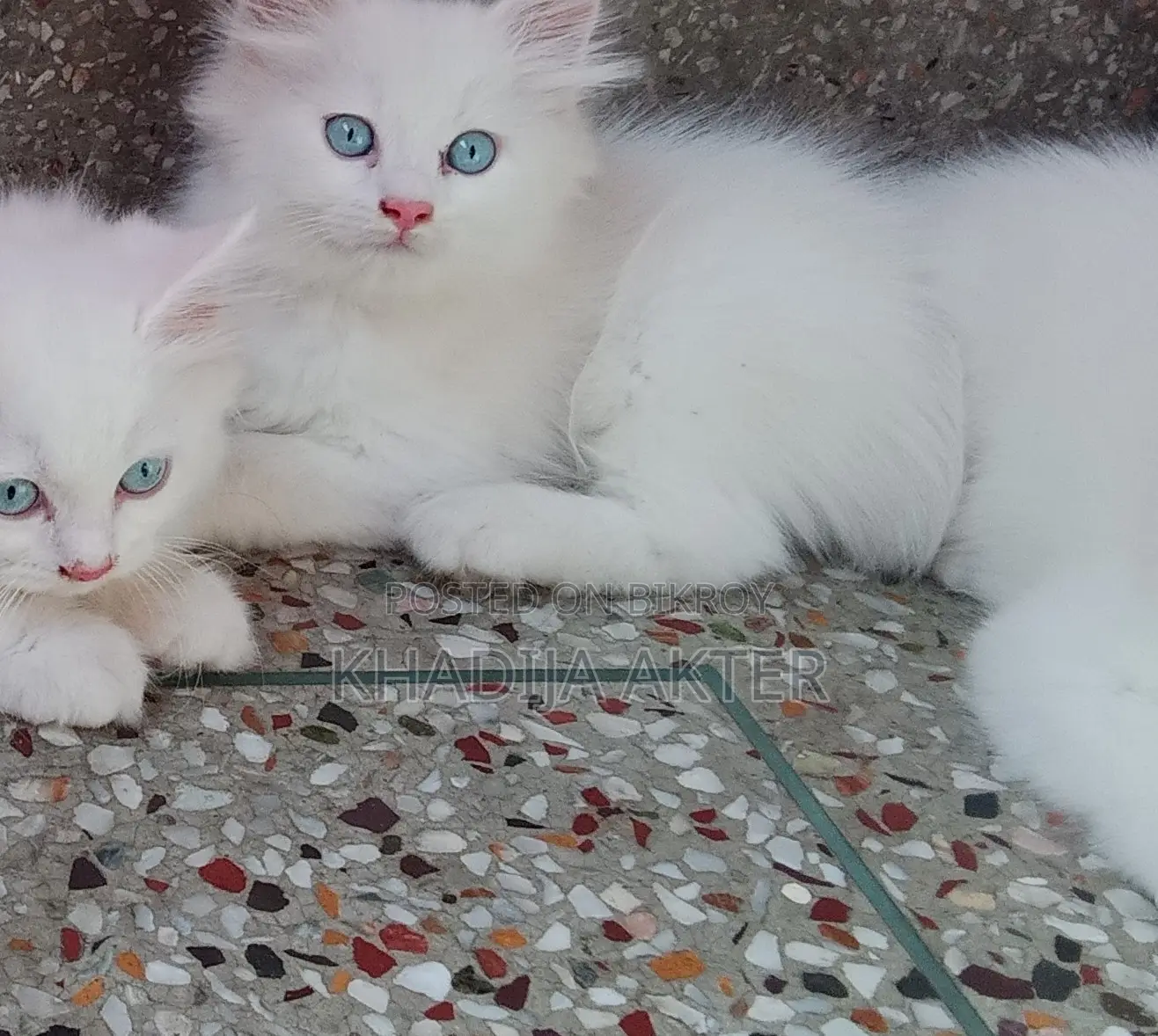 Blue-Eyed Male Kitten