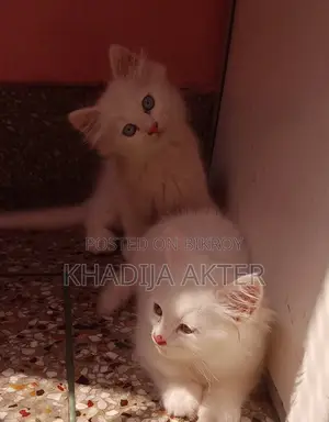 Blue-Eyed Male Kitten
