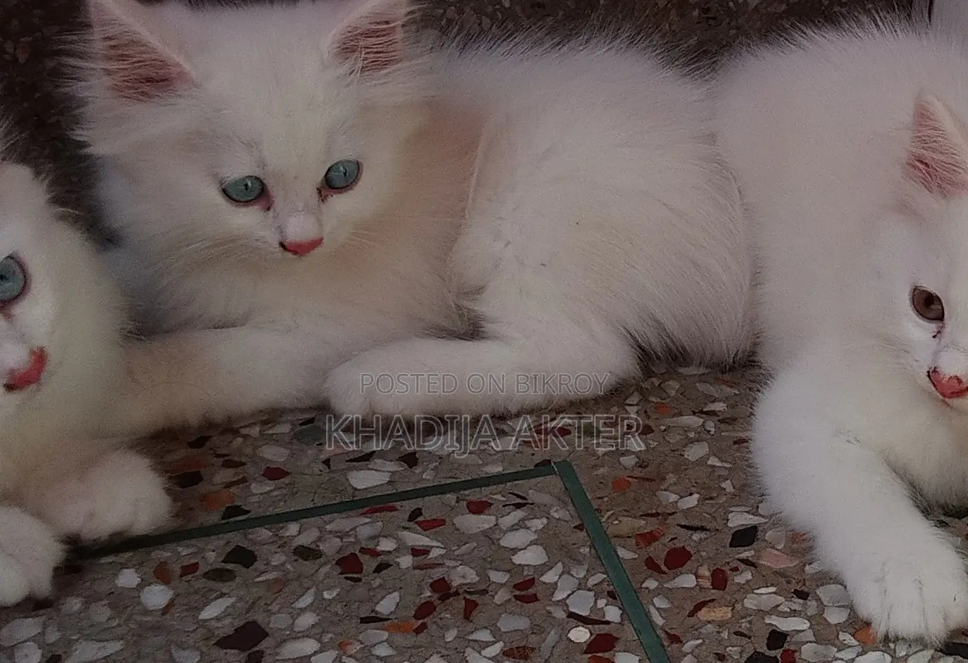 Blue-Eyed Male Kitten
