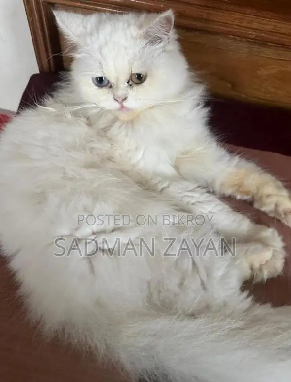 Traditional Persian Pregnant Female