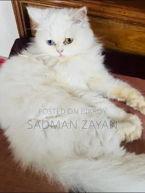 Traditional Persian Pregnant Female