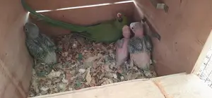 রিংনেক টিয়া র টেম সাইজ বাচ্চা ৩ টা