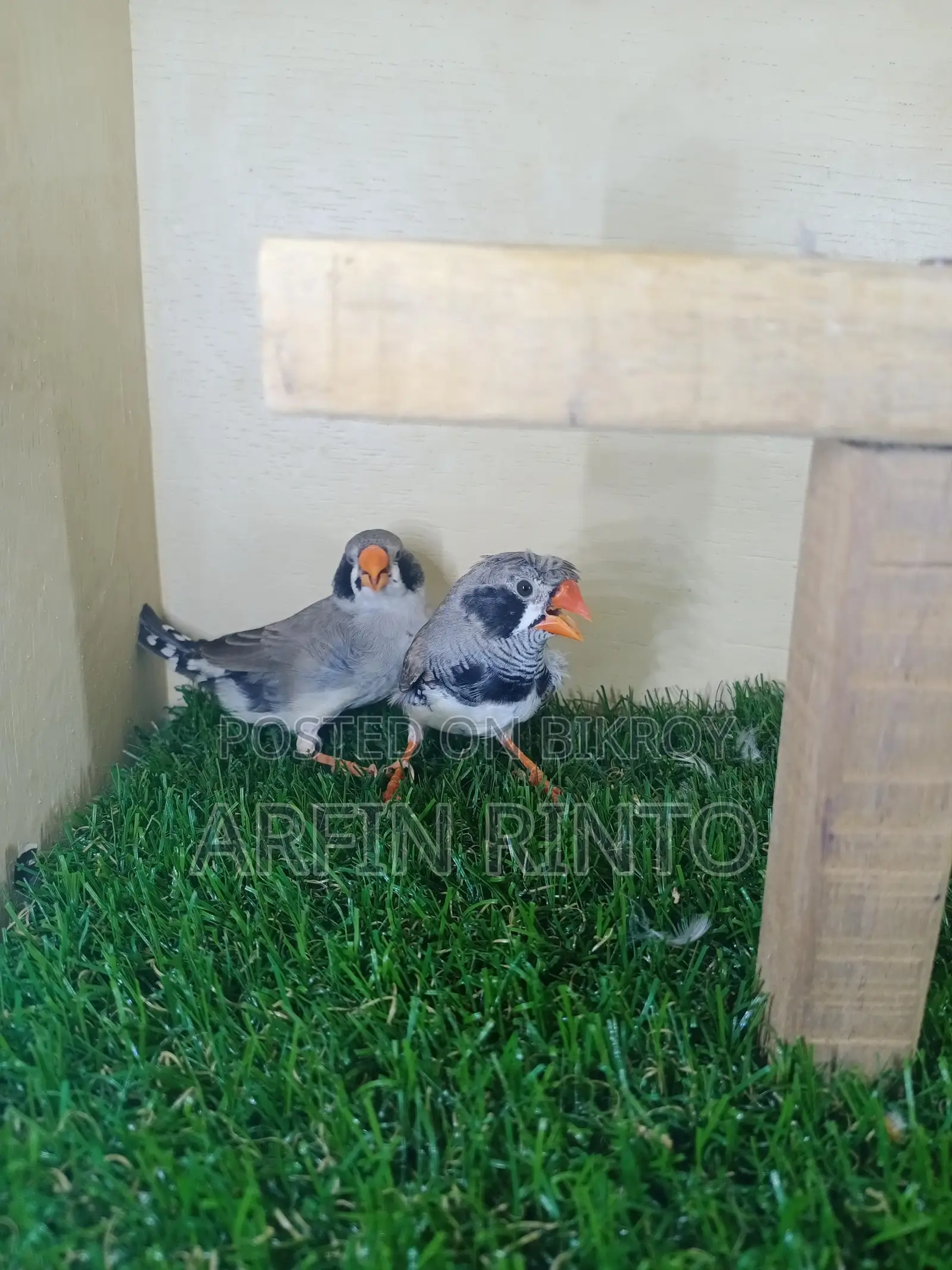 Finch Birds