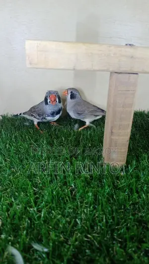 Finch Birds