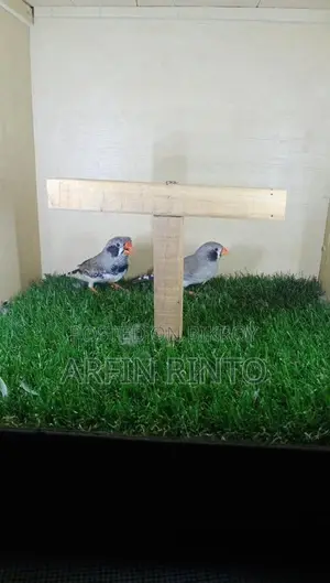 Finch Birds