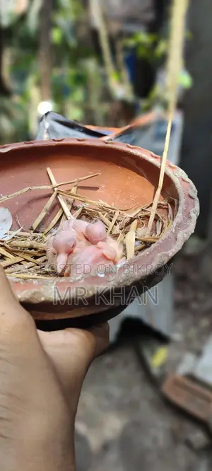Dove Pair for Sale