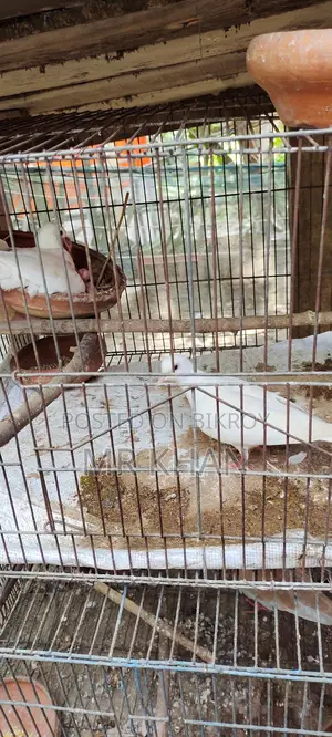 Dove Pair for Sale