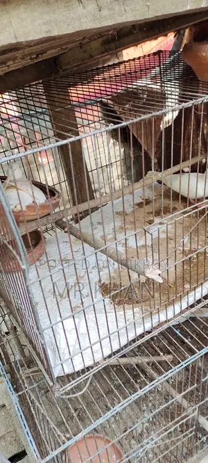 Dove Pair for Sale