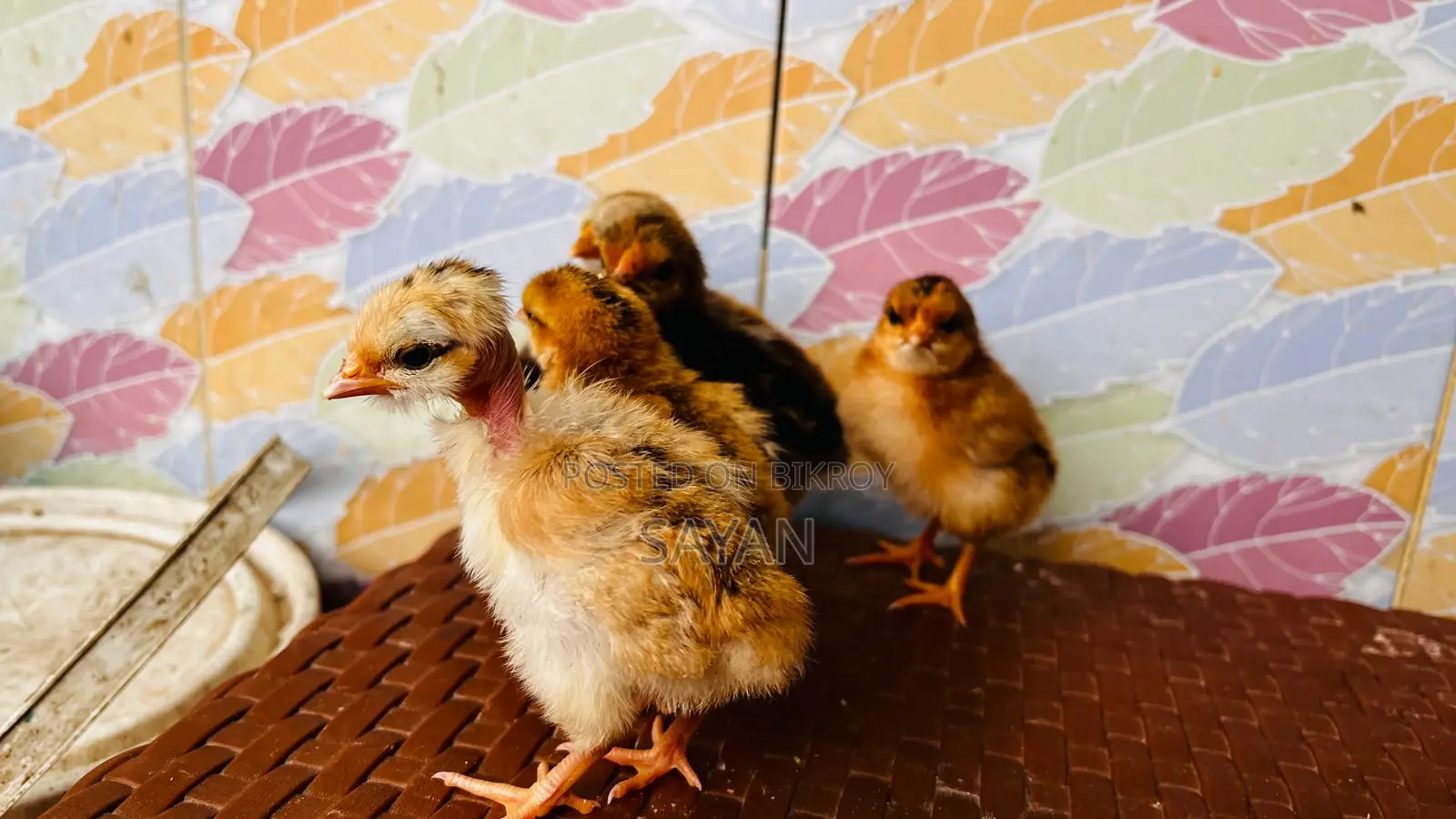 Chicks for Sale