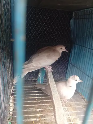 Australian Dove