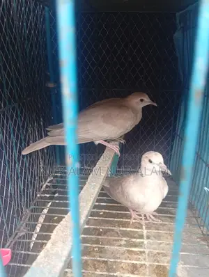 Australian Dove