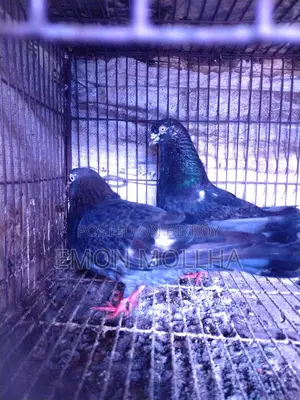 Hatbaji Pigeons