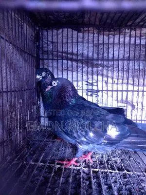 Hatbaji Pigeons