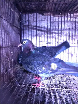 Hatbaji Pigeons