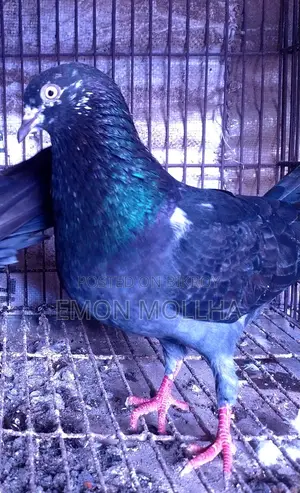 Hatbaji Pigeons
