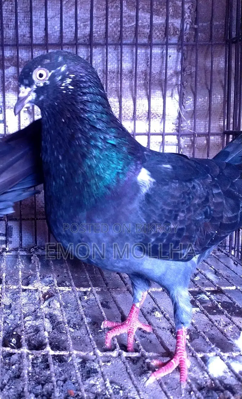 Hatbaji Pigeons