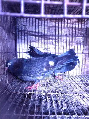 Hatbaji Pigeons