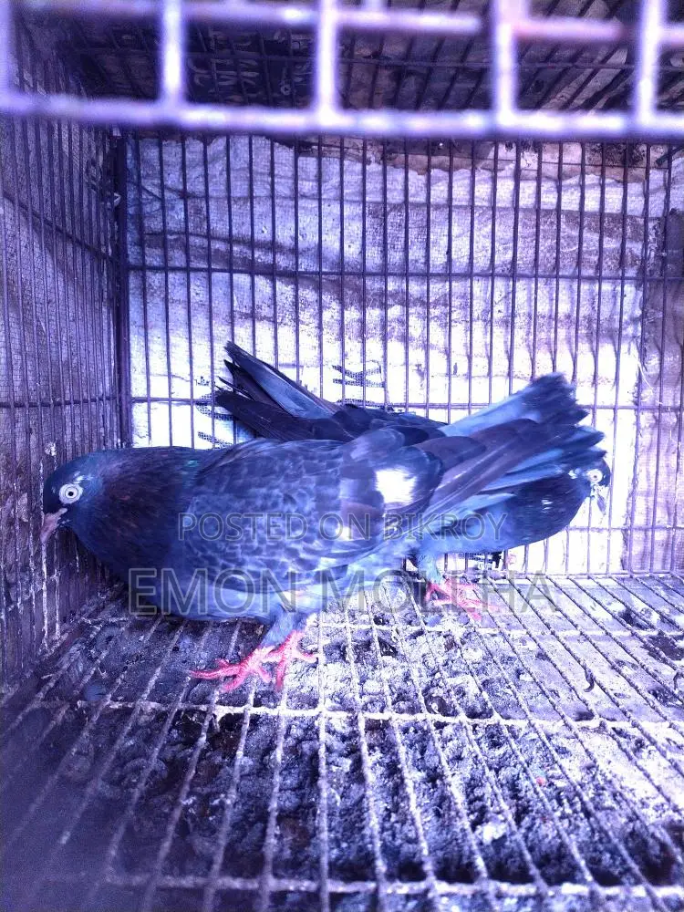 Hatbaji Pigeons