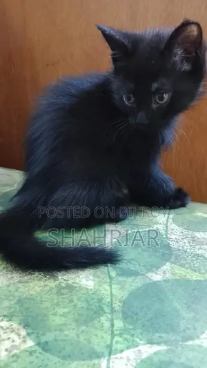 Mixed Breed Baby Cat For Sell