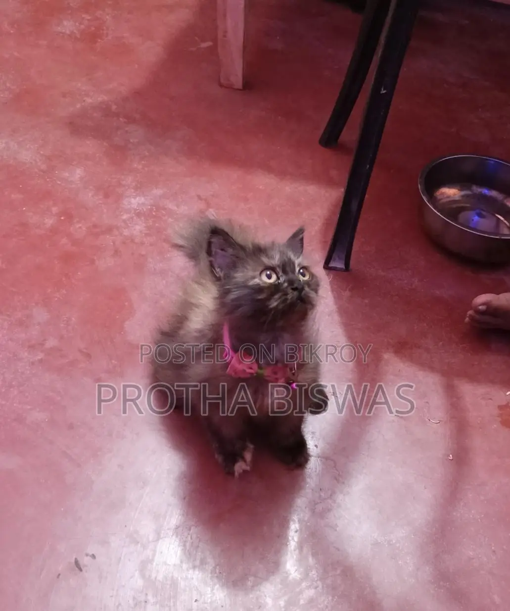 Persian Cat Selling Post